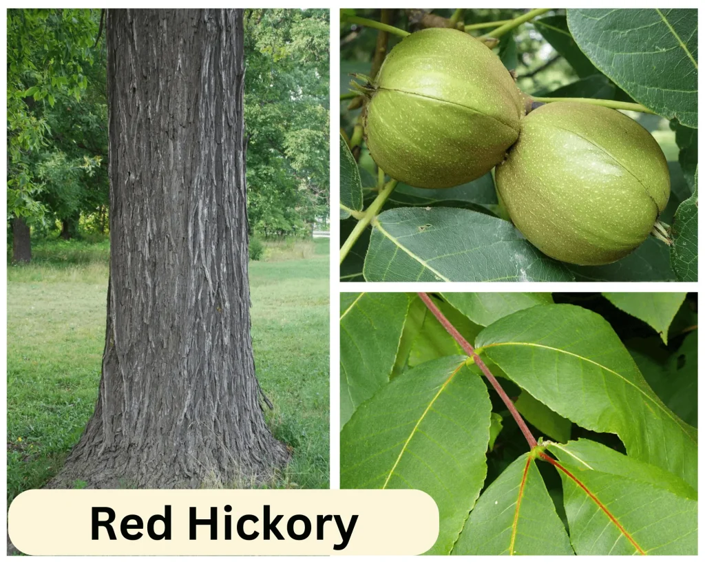 Red hickory of Georgia
