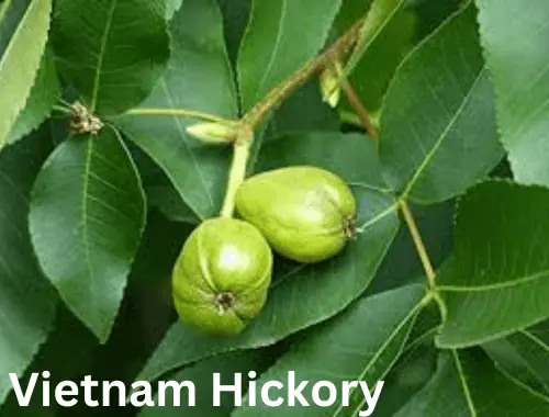 Vietnam Hickory