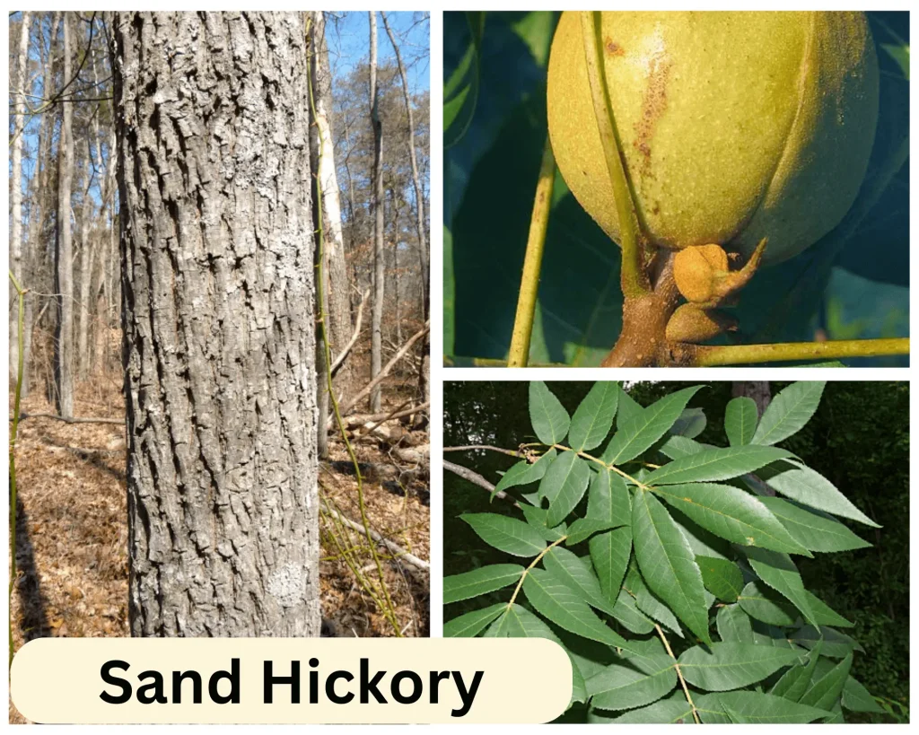 Sand hickory - Georgian Hickory