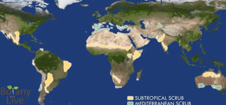 Mediterranean and Subtropical Chaparral Biomes 