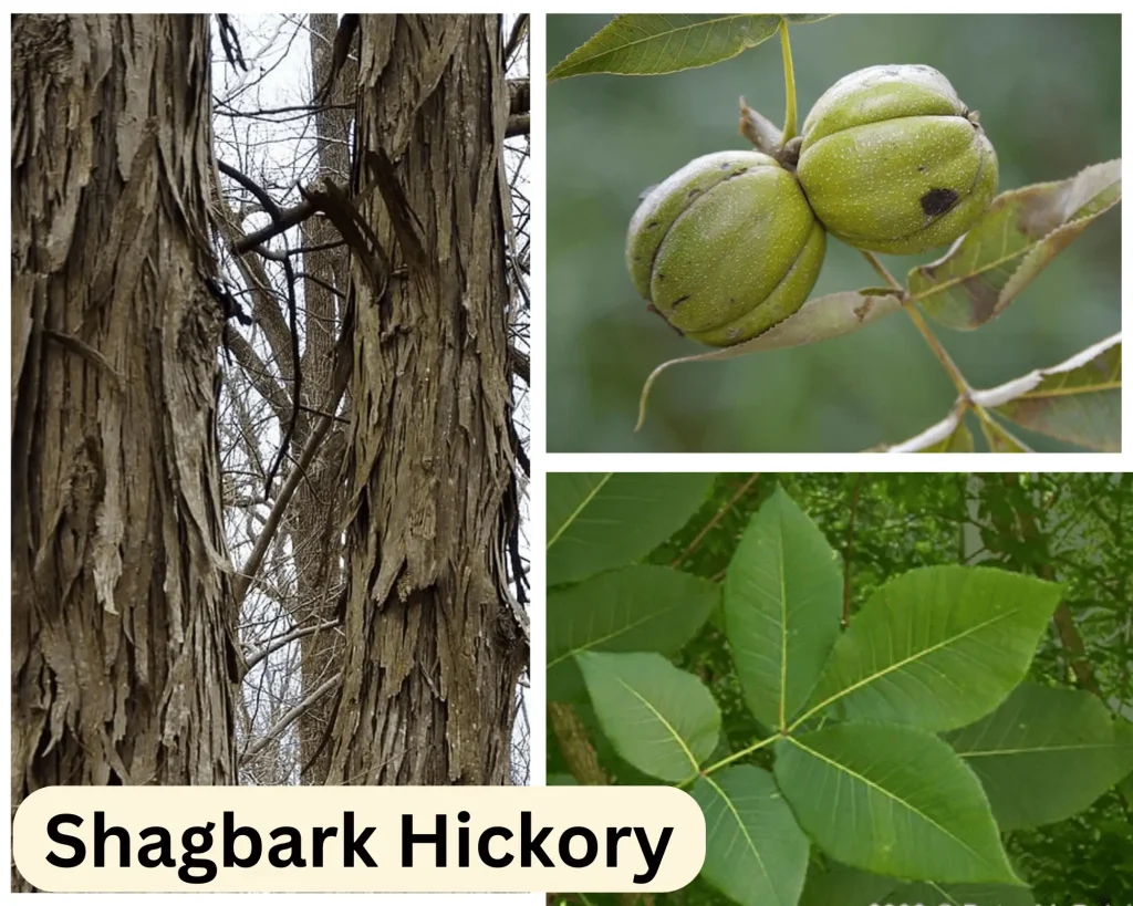 Shagbark Hickory - an Important Type of Hickory trees of Georgia - botanylive.com