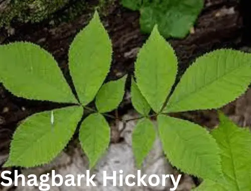 Shagbark Hickory