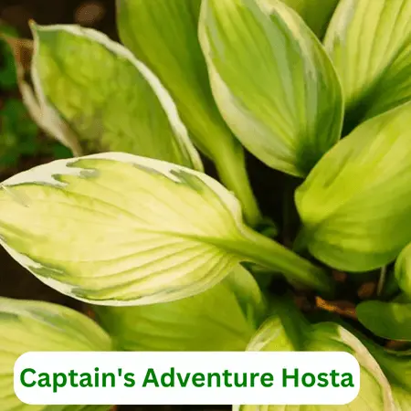 Captain's Adventure Hosta