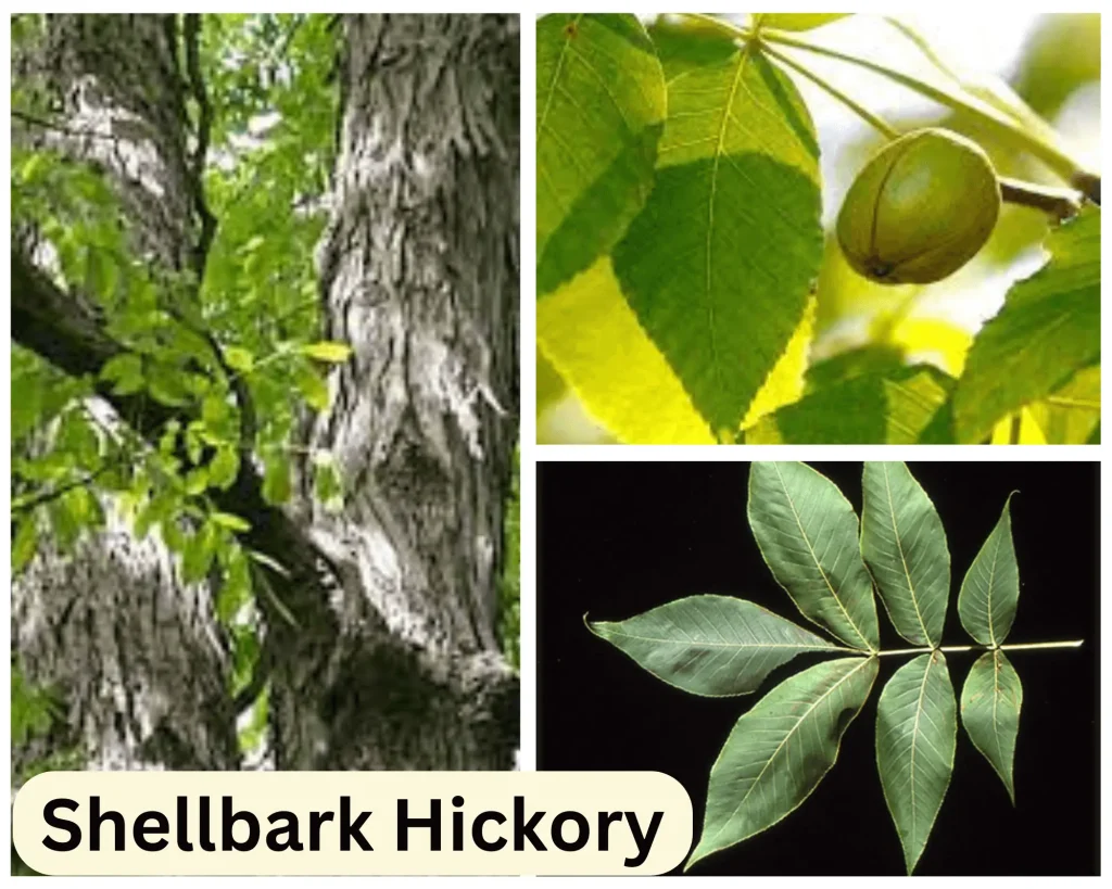 Shellbark Hickory by Botanylive