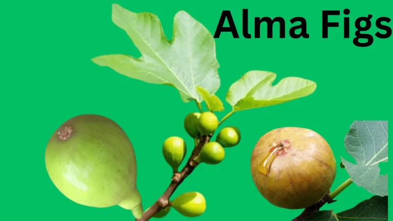 Alma Figs: A Guide to Grow, It’s Taste, and Nutritional Benefits