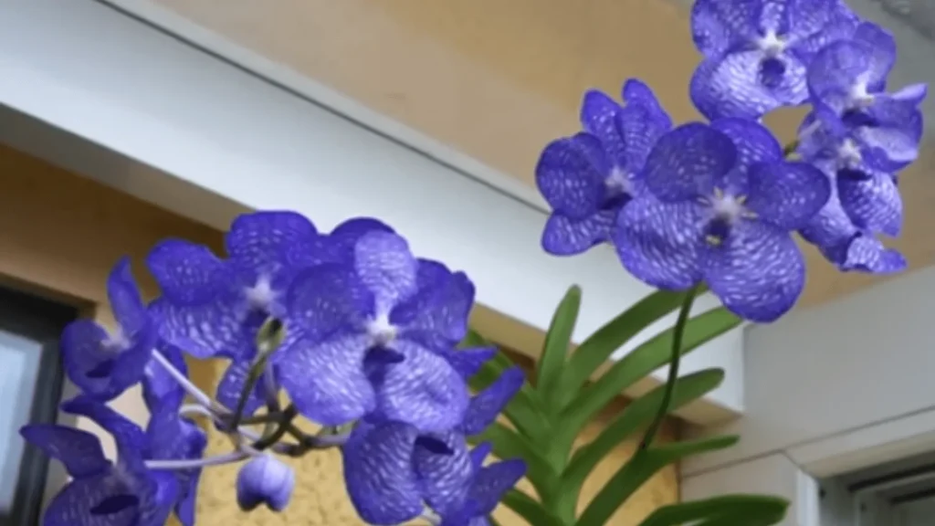 Blue Aganisia Orchid