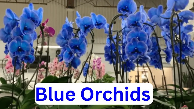 Blue Orchid | Real or Fake | 5 Major Types | All Related Questions Answered