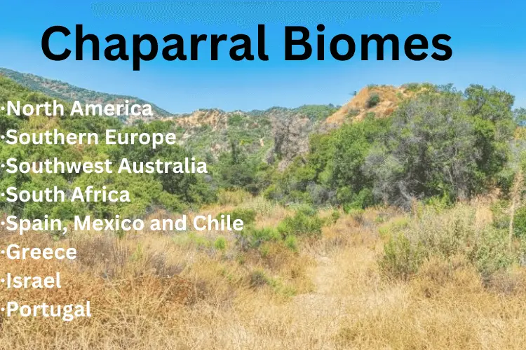 The Chaparral Biome: Facts, Location, Biodiversity, and Geography