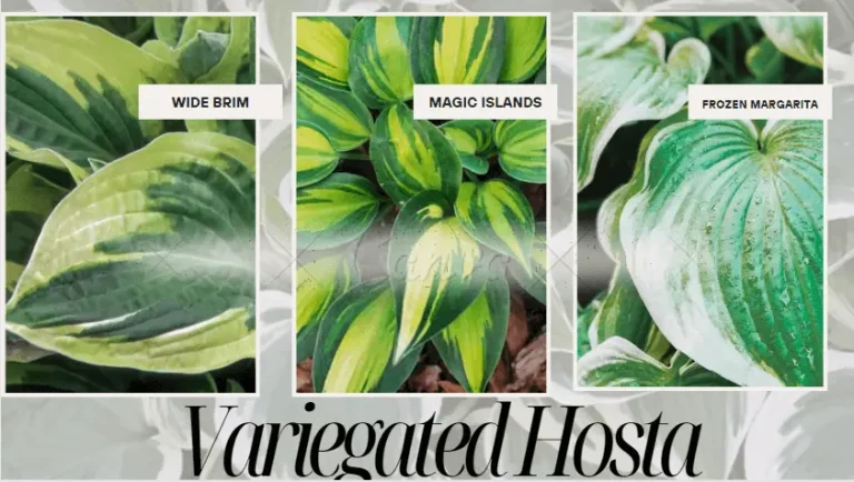 Variegated Hostas Plants | Types – How to Grow and Care?