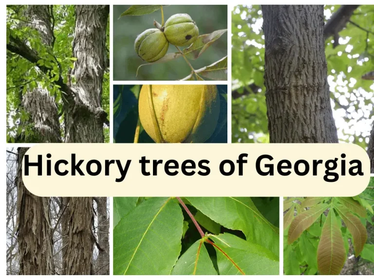 Hickory Trees of Georgia| 7 Different Types and their Features (Photos)
