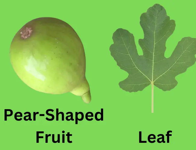 Leaf and Pear-shaped Fruit of Alma Fig