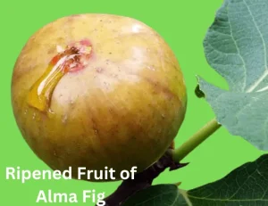 Alma Ripened Fruit