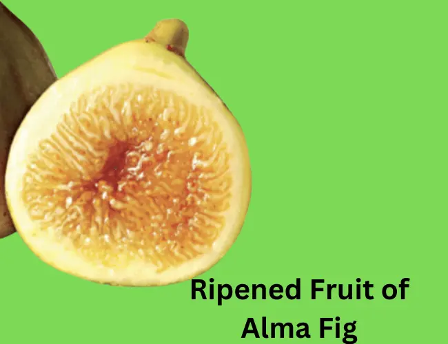 Fruit of Alma Fig