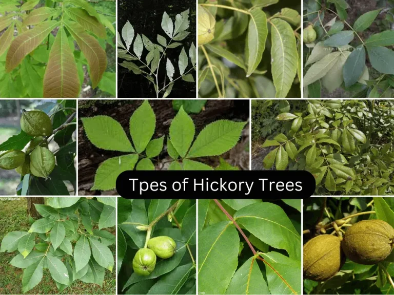 Hickory Trees: Their Types, Identification, and Unique Facts