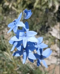 Blue Lady Orchid - Australia