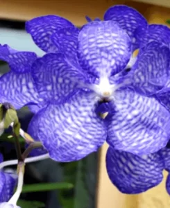 Blue Vanda Orchid 