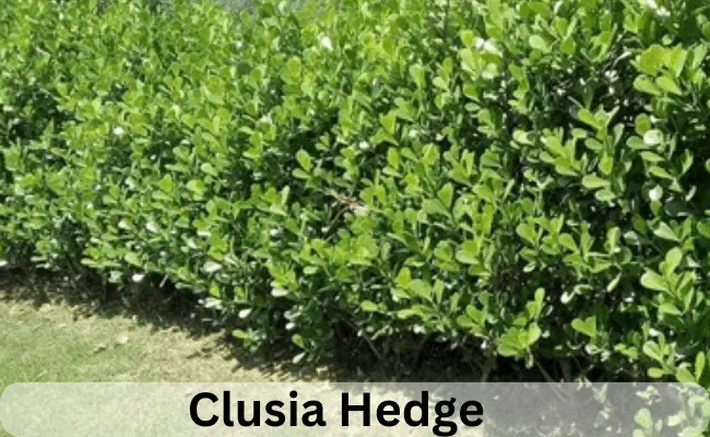 Small Leaf Clusia Hedge (Clusia guttifera) | Planting and Care
