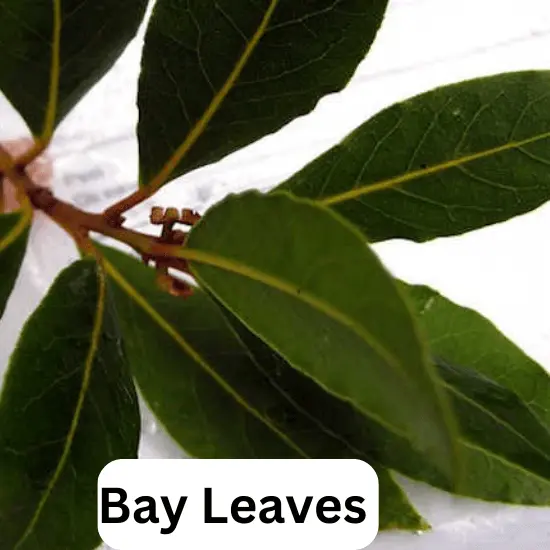 Bay Leaves - Hydroponics