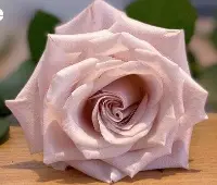 Standard Rose - Standard Rose vs garden Rose