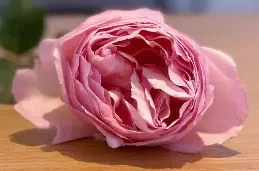 Garden Rose - Standard Rose vs garden Rose