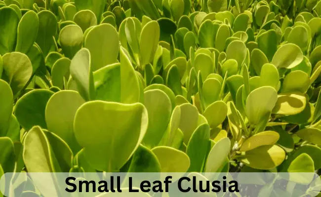 small leaf Clusia