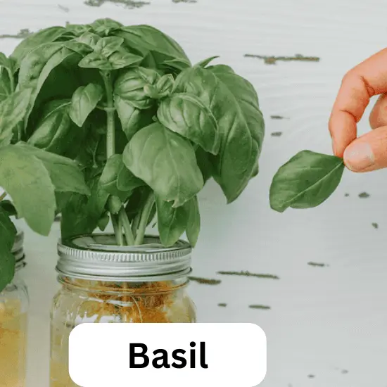 Basil - Most Profitable Hydroponic Crops