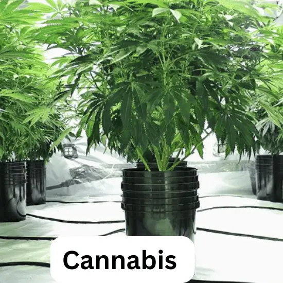 Cannabis - Most Profitable Hydroponic Crops