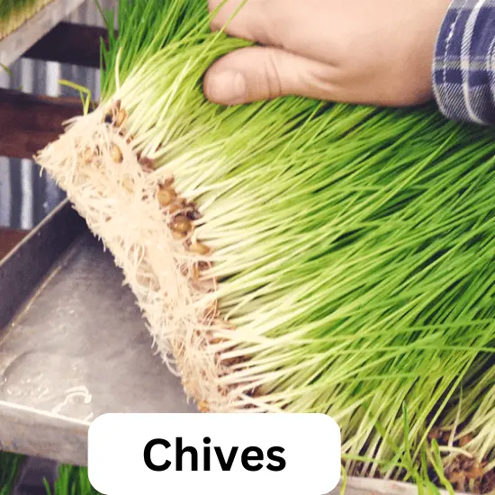 Chives - Most Profitable Hydroponic Crops