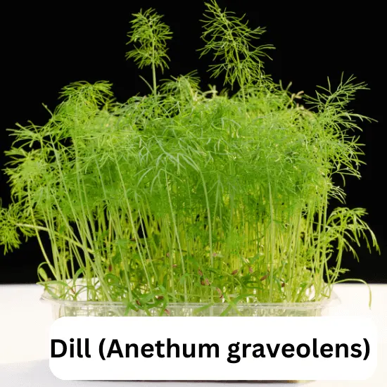 Dill (Anethum graveolens) in Hydroponics