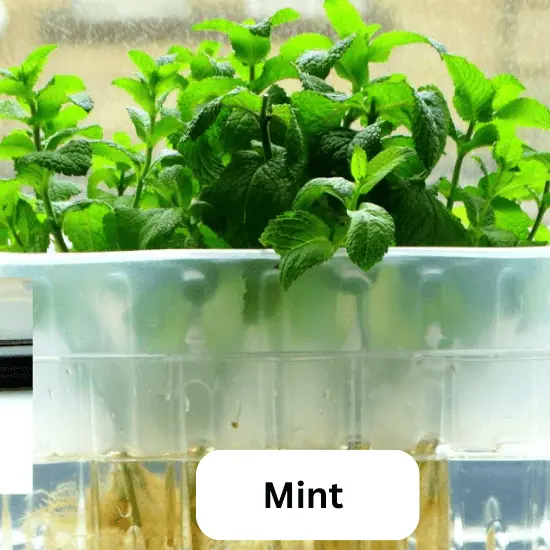 Mint - Most Profitable Hydroponic Crops