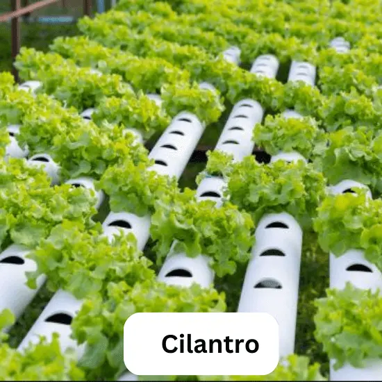 Cilantro - Dhania, In Hydroponics