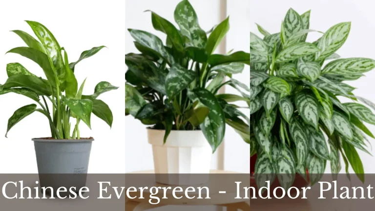 Chinese Evergreen – Aglaonema | How to Grow and Care