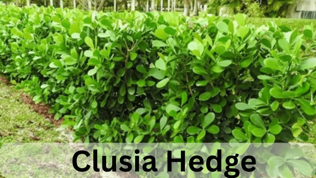 Clusia Hedge