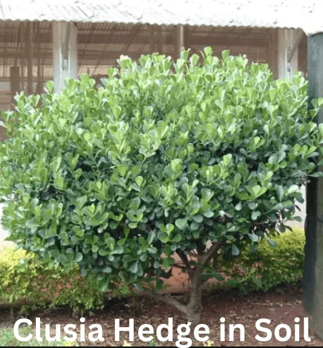 clusia nana hedge
