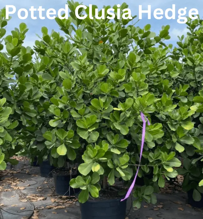 Clusia Plant in Pots