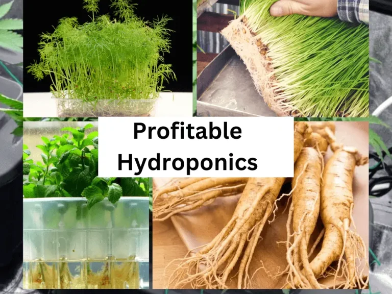9 Most Profitable Hydroponic Crops | Gardener’s Reviews