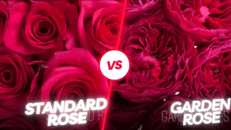 How do Standard Rose vs Garden Rose Differ – 13 Key Differences