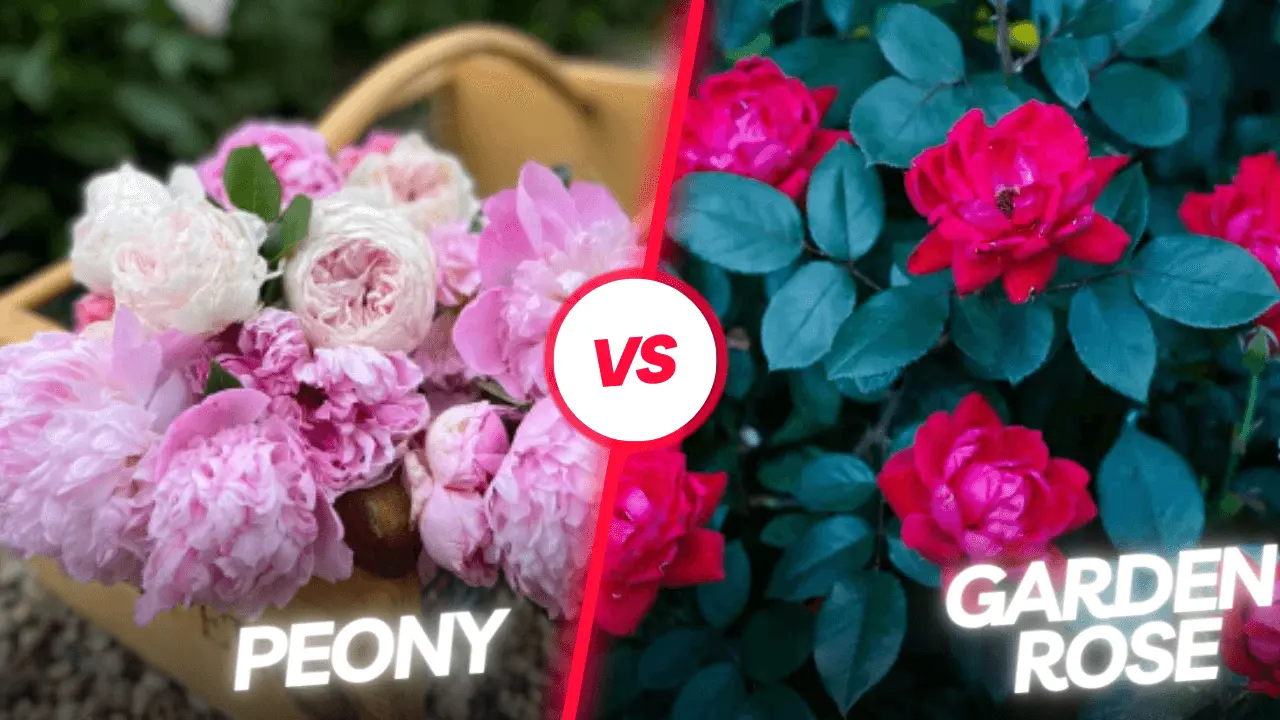 Garden Rose vs Peony – 10 Key Differences