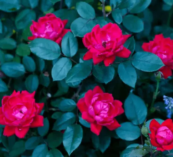 Garden Rose vs Peonies