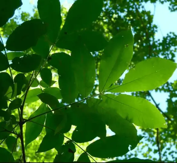 Mockernut Hickory Trees of Ohio
