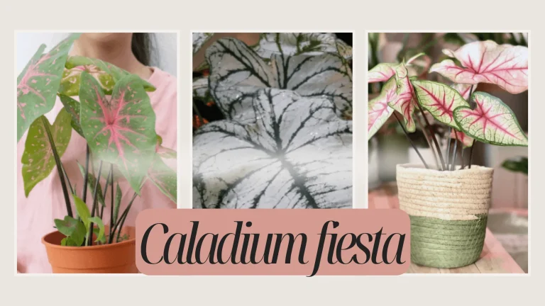 Caladium fiesta Growth | Care, Water, Light, Nutrient, Pests, and Disease
