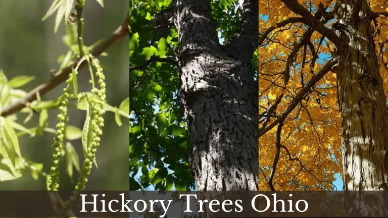 Hickory Tree of Ohio | 6 Types – Carya Species
