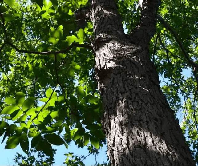 Red Hickory Trees - Hickory Tree Ohio
