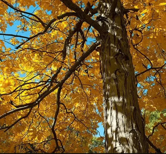 Shagbark Hickory trees - Ohio