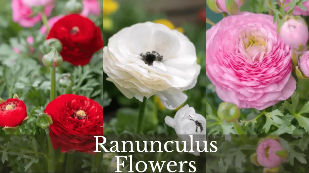 Ranunculus Flowers