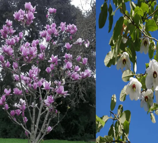 Magnolia soulangiana