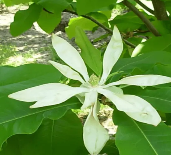 Magnolia tripetela