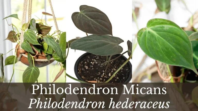 Philodendron micans - Velvet Leaf Plants