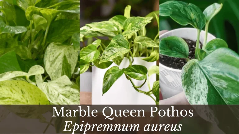 Marble Queen Pothos - BotanyLive