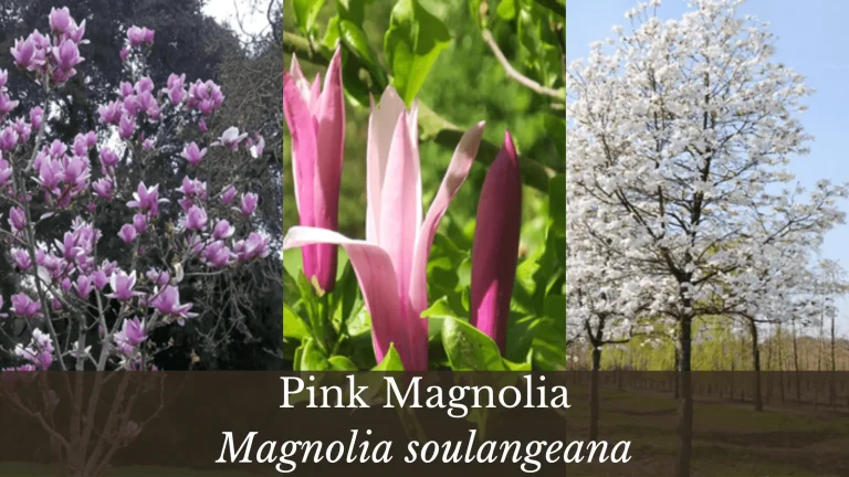 Pink Magnolia Tree | 11 Types | How to care and Grow Magnolia soulangeana